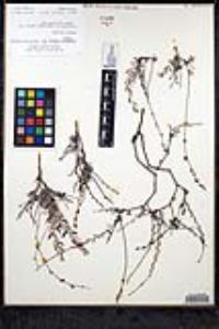 Eriogonum wrightii var. taxifolium image