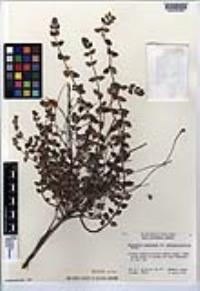 Monardella lagunensis subsp. mediopeninsularis image