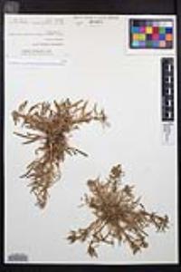 Camissoniopsis proavita image