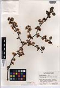 Prunus fremontii image