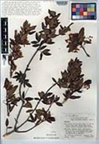 Berberis claireae image