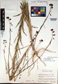 Caulanthus heterophyllus image