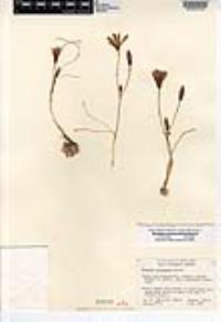 Brodiaea terrestris subsp. kernensis image