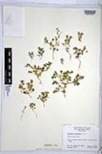 Nemophila menziesii image