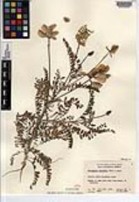Astragalus fastidius image