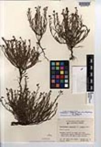 Crocanthemum scoparium image