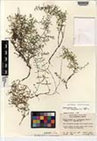 Galium moranii subsp. aculeolatum image