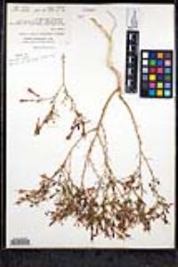 Ipomopsis tenuifolia image