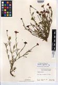 Dyssodia tagetiflora image