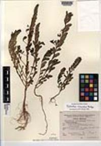 Phyllanthus evanescens image