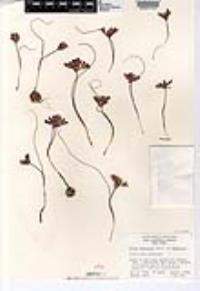 Allium fimbriatum var. fimbriatum image