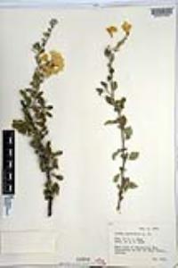 Cordia parvifolia image