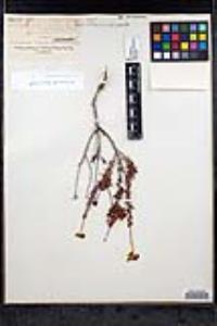 Eriogonum fasciculatum var. flavoviride image