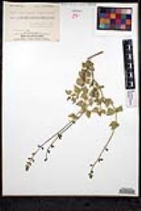 Salvia villosa image