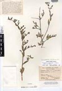 Holographis virgata subsp. glandulifera image