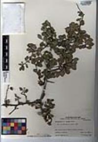 Schaefferia pilosa image