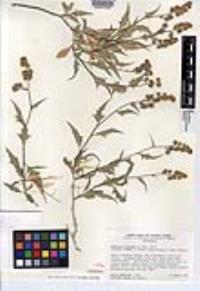 Ambrosia flexuosa image