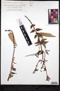 Salvia peninsularis image