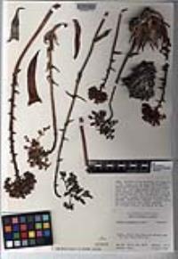 Dudleya rigidiflora image