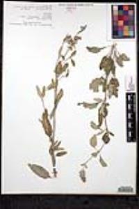 Salvia rubropunctata image