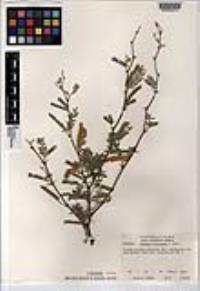 Prosopis articulata image