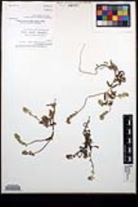 Cryptantha arenophila image