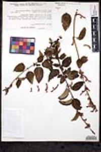 Salvia curviflora image