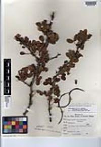 Vachellia californica image