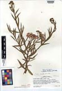 Pluchea parvifolia image