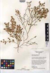 Ambrosia salsola var. pentalepis image