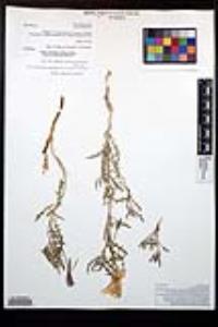 Oenothera californica subsp. avita image