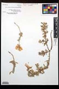 Oenothera drummondii subsp. thalassaphila image