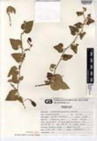 Aristolochia monticola image