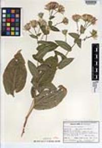 Acourtia pinetorum image