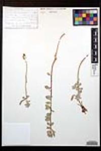 Oenothera drummondii subsp. thalassaphila image