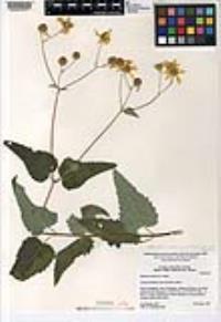Bahiopsis carterae image