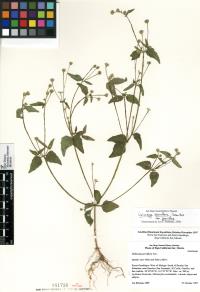 Galinsoga parviflora var. parviflora image