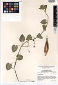 Polystemma cordifolium image