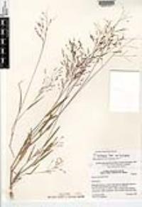 Panicum hirticaule subsp. hirticaule image