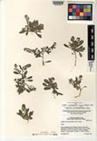 Lepidium lasiocarpum subsp. wrightii image