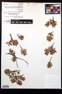 Gongylocarpus fruticulosus subsp. fruticulosus image