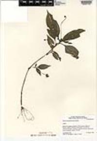 Tinantia longipedunculata image