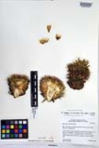 Mammillaria brandegeei image