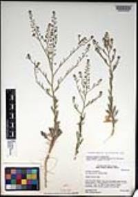 Lepidium virginicum subsp. menziesii image