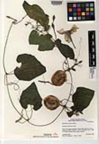 Polyclathra cucumerina image