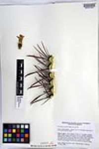 Ferocactus gracilis image