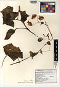Begonia californica image