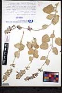Salvia platycheila image