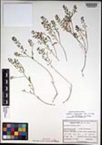 Lepidium lasiocarpum var. latifolium image