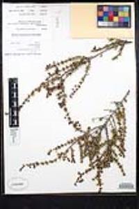 Ceanothus bolensis image